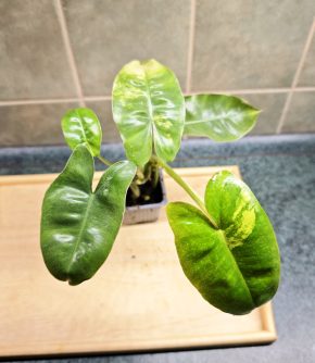 Philodendron 'Burle Marx' - revert z variegata