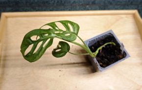 Monstera 'Monkey mask'
