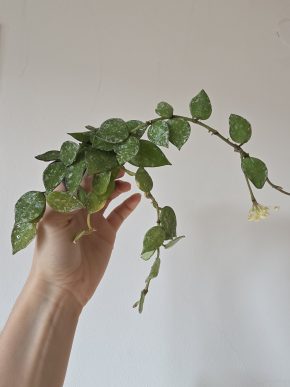 Hoya krohniana Eskimo