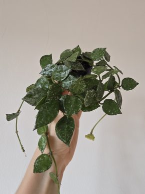 Hoya krohniana Eskimo