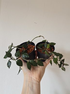 Hoya krohniana Black leaves