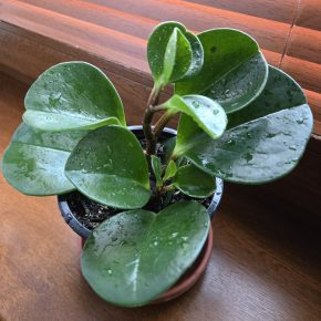 Peperomia magnoliifolia