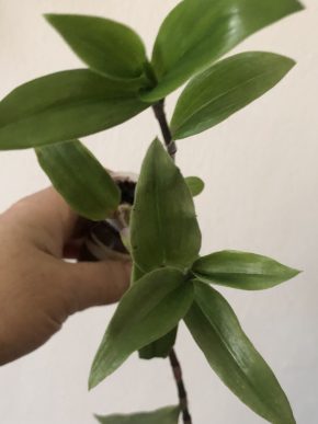 Tradescantia zelená - rostlina .