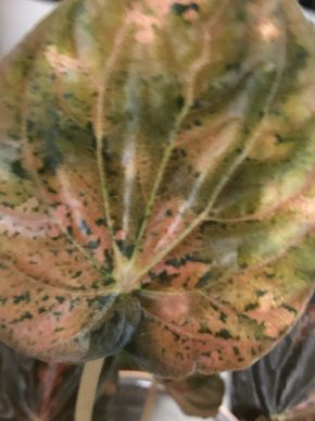 Peperomia Condora Picasso - list k zakořeněni .