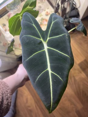 Alocasia Frydek