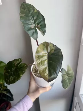 Yucatan princess var. hlízka