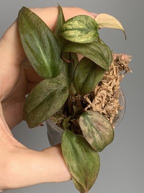 Philodendron micans Mint variegata