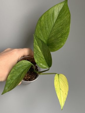 Epipremnum aureum Jessenia