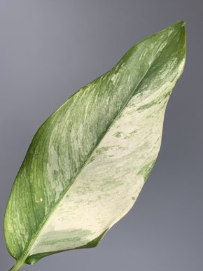 Epipremnum giganteum Blue Java