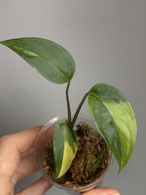 Monstera laniata Aurea variegata