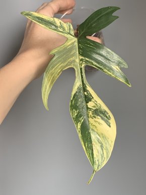 Philodendron Florida Beauty