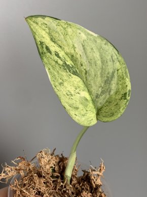 Scindapsus jade satin Marble var.