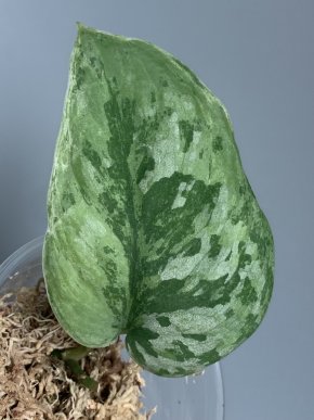 Scindapsus Nebula Silver