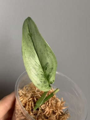 Scindapsus White Monster