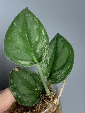 Scindapsus Silver Knight var.