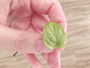 Monstera albo adansonii řízek