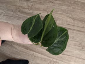 Philodendron hederaceum Brasil