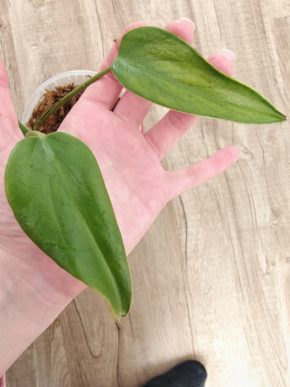 Monstera Burle Marx Flame baby rostlinka