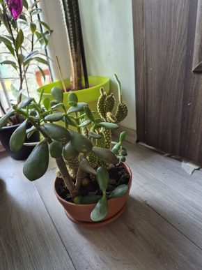 Mix kaktus a sukulent