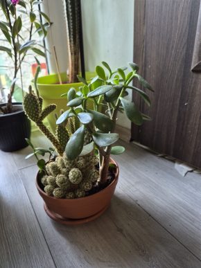 Mix kaktus a sukulent