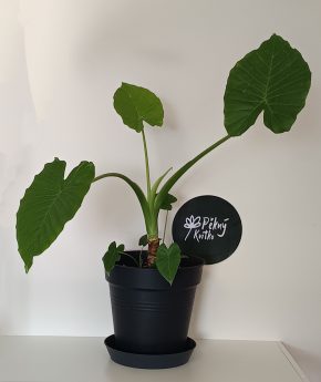 Alocasia Macrorrhizos | Giant Taro | Multi