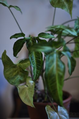 Sbírka pokojových rostlin Syngonium