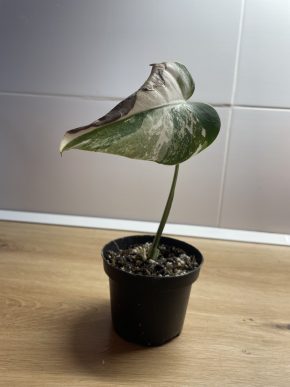 Monstera Deliciosa Albo Var.