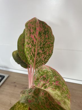Aglaonema