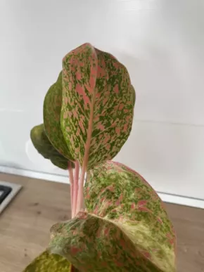 Aglaonema