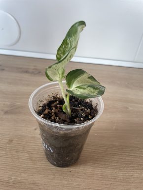 Epipremnum Happy Leaf