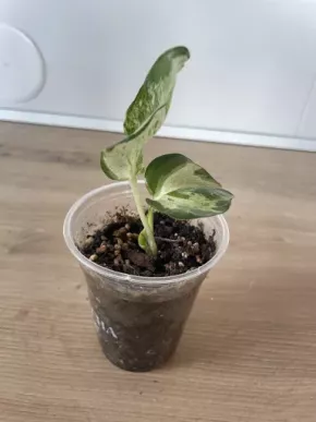 Epipremnum Happy Leaf