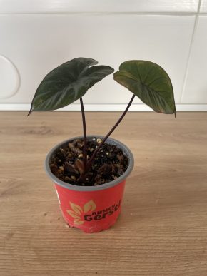 Alocasia Green Chocolate