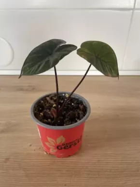 Alocasia Green Chocolate