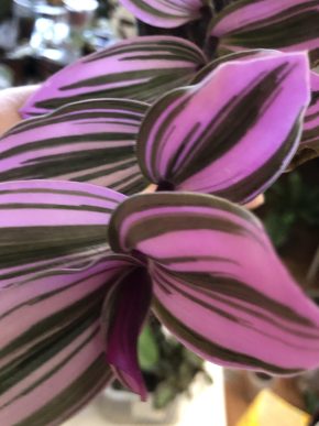 Tradescantia Albiflora Nanouk - čerstvý řizek