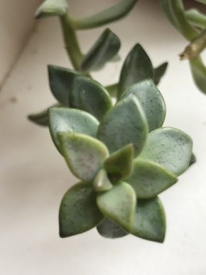 Graptopitalum - čerstvý řizek .