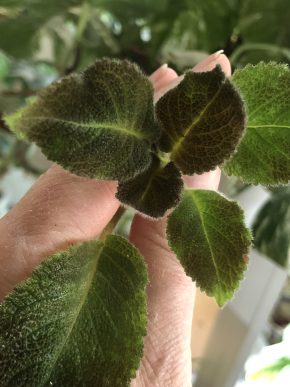 Episcia Emerald Velvet - čerstvý řizek .