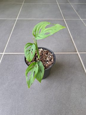 Monstera adansonii ssp. laniata