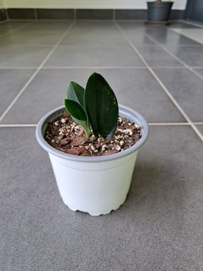 Scindapsus treubii dark form