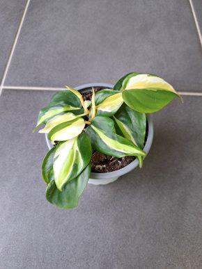 Philodendron Cream Splash