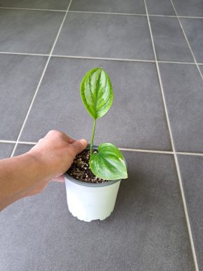 Scindapsus officinalis