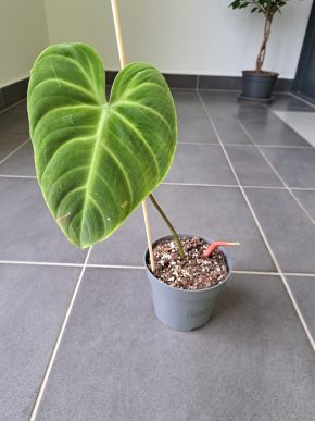Philodendron rubrijuvenile (El Choco Red)