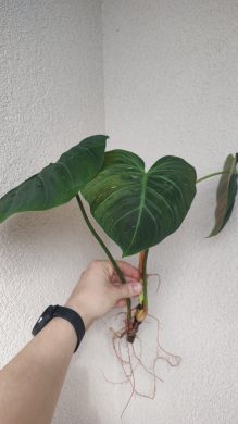Filodendron El Choco red