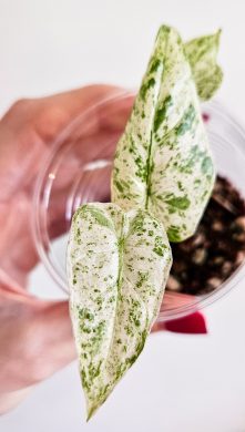 Alocasia odora batik variegated