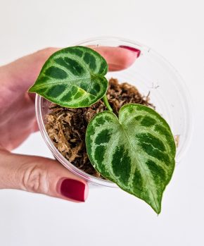 Anthurium silver blush