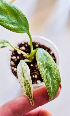 Rhaphidophora Puberula Variegata Rarita