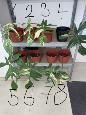 *VÝPRODEJ* Philodendron Florida Beauty