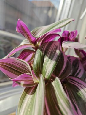 Zakořeněny řízek Tradescantia Nanouk / voděnka, poděnka