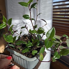 Tradescantia fluminensis