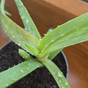 Aloe Vera