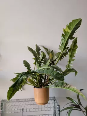 Philodendron 'Ring of Fire'